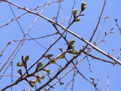 11_0205_kawazu_z1.jpg