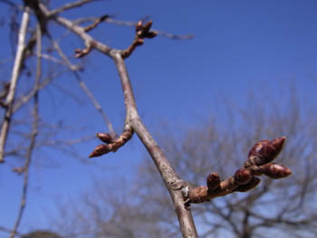 11_0205_sakura1.jpg