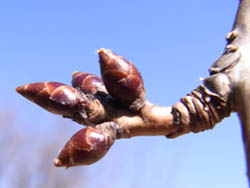 11_0205_sakura2.jpg