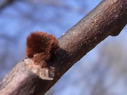 11_0206_pawpaw2.jpg