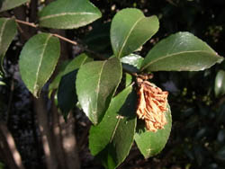 11_0208_sazanka.jpg