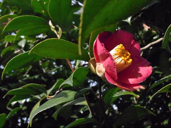 11_0211_tubaki.jpg