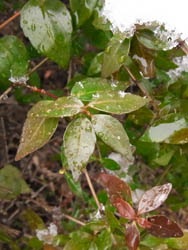 11_0212_abelia.jpg