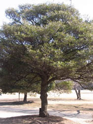 11_0213_mokkoku1.jpg