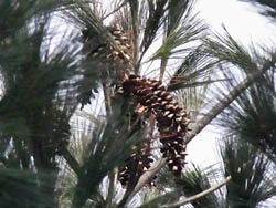 11_0214_himaraya_g.jpg