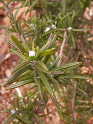 11_0217_lavender.jpg
