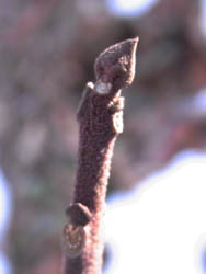 11_0220_kusagi.jpg