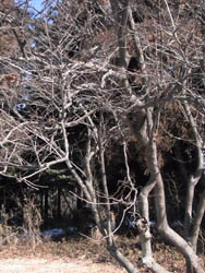 11_0220_natuhaze1.jpg
