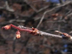 11_0220_natuhaze2.jpg