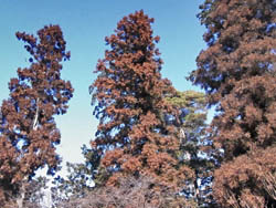 11_0221_sugi1.jpg