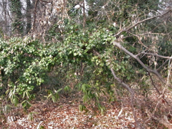 11_0225_fuyuduta1.jpg