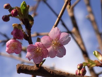 11_0226_kawadu_z.jpg