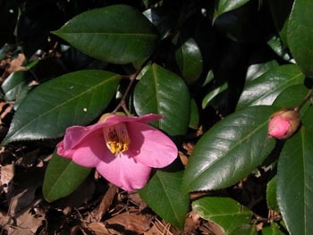 11_0226_tubaki1.jpg