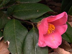 11_0226_tubaki2.jpg