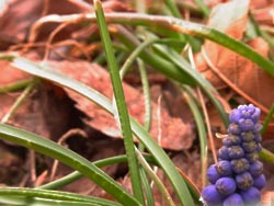 11_0227_muscari.jpg