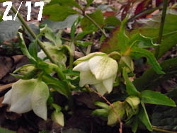 11_0305_helleborus1.jpg
