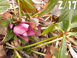 11_0305_helleborus3.jpg