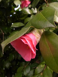 11_0310_tubaki1.jpg