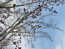 11_0314_a_hananoki1.jpg