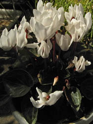 11_0321_cyclamen1.jpg