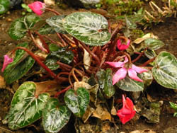 11_0322_cyclamen.jpg