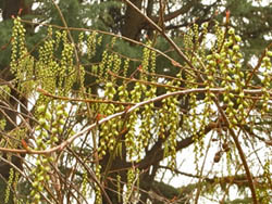 11_0326_kibusi4.jpg