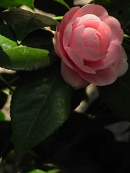 11_0328_otome_t1.jpg