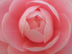 11_0328_otome_t3.jpg