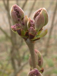 11_0329_lilac1.jpg