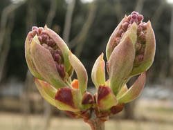 11_0329_lilac2.jpg