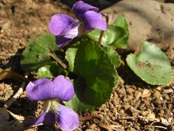 11_0330_papilionacea.jpg