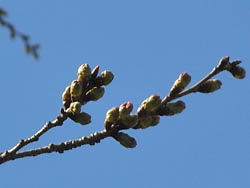 11_0331_sakura.jpg