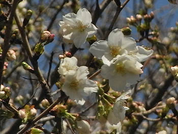 11_0401_sakura3.jpg