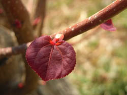 11_0402_katura7.jpg
