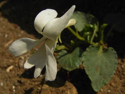 11_0407_kosumire4.jpg