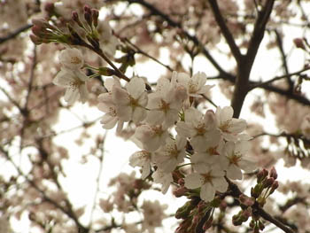 11_0409_someiyosino3.jpg