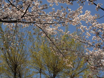 11_0414_keyaki2.jpg
