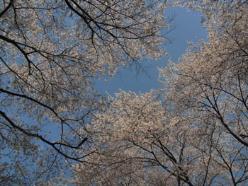 11_0414_sakura2.jpg