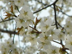11_0414_yamazakura2.jpg