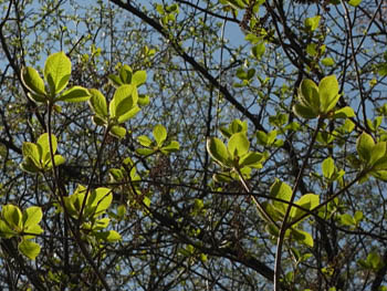 11_0415_ryoubu1.jpg