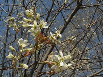 11_0416_juneberry.jpg