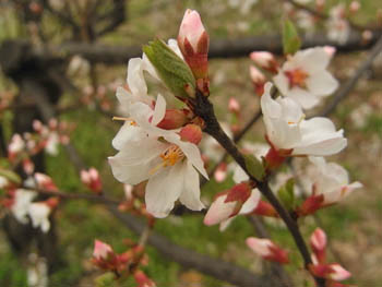 11_0416_yusura_u1.jpg