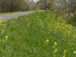 11_0423_cycling_c.jpg