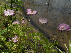 11_0423_genge4.jpg