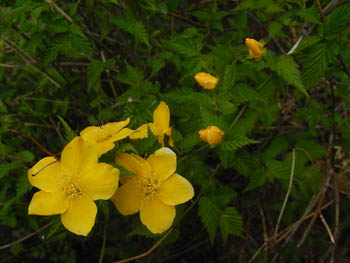 11_0426_yamabuki1.jpg