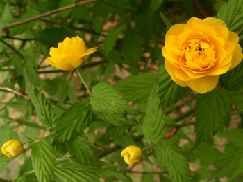 11_0426_yamabuki2.jpg