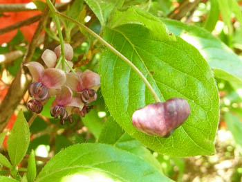 11_0502_akebi3.jpg