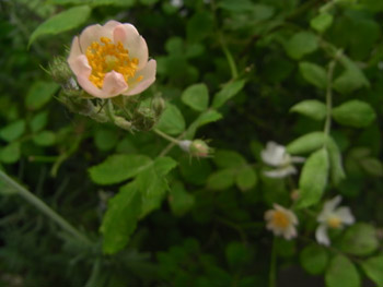 11_0516_noibara4.jpg