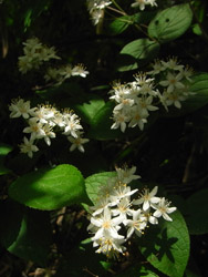11_0518_maruba_u1.jpg