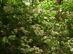 11_0518_maruba_u2.jpg